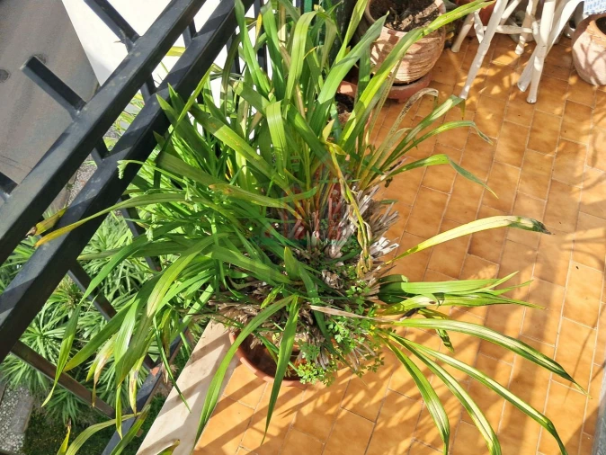 Apartamento T4 para Venda em Eiras e São Paulo de Frades Foto 45