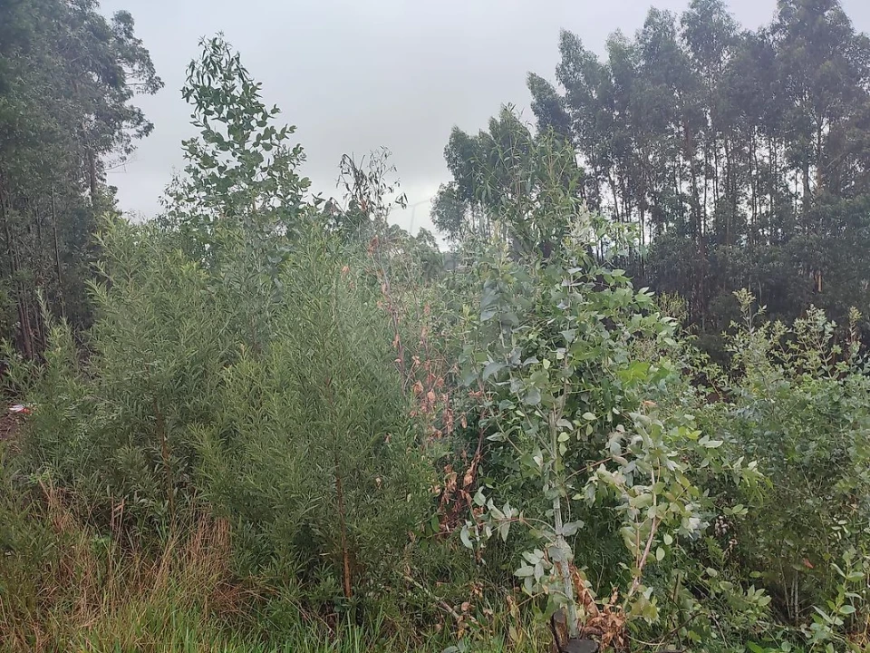 Terreno para Venda em Sandim, Olival, Lever e Crestuma Foto 4