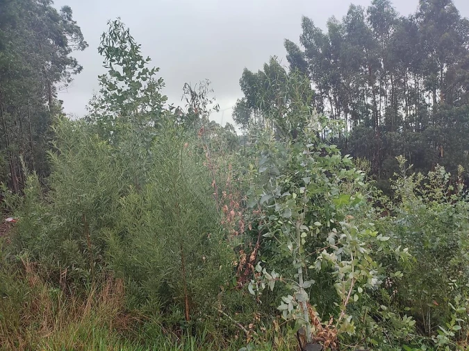 Terreno para Venda em Sandim, Olival, Lever e Crestuma Foto 4