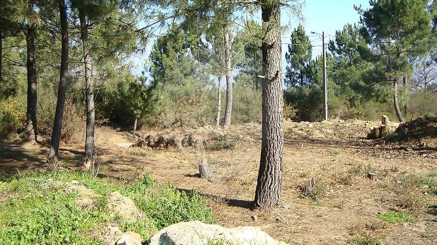 Terreno para Venda em Avões
