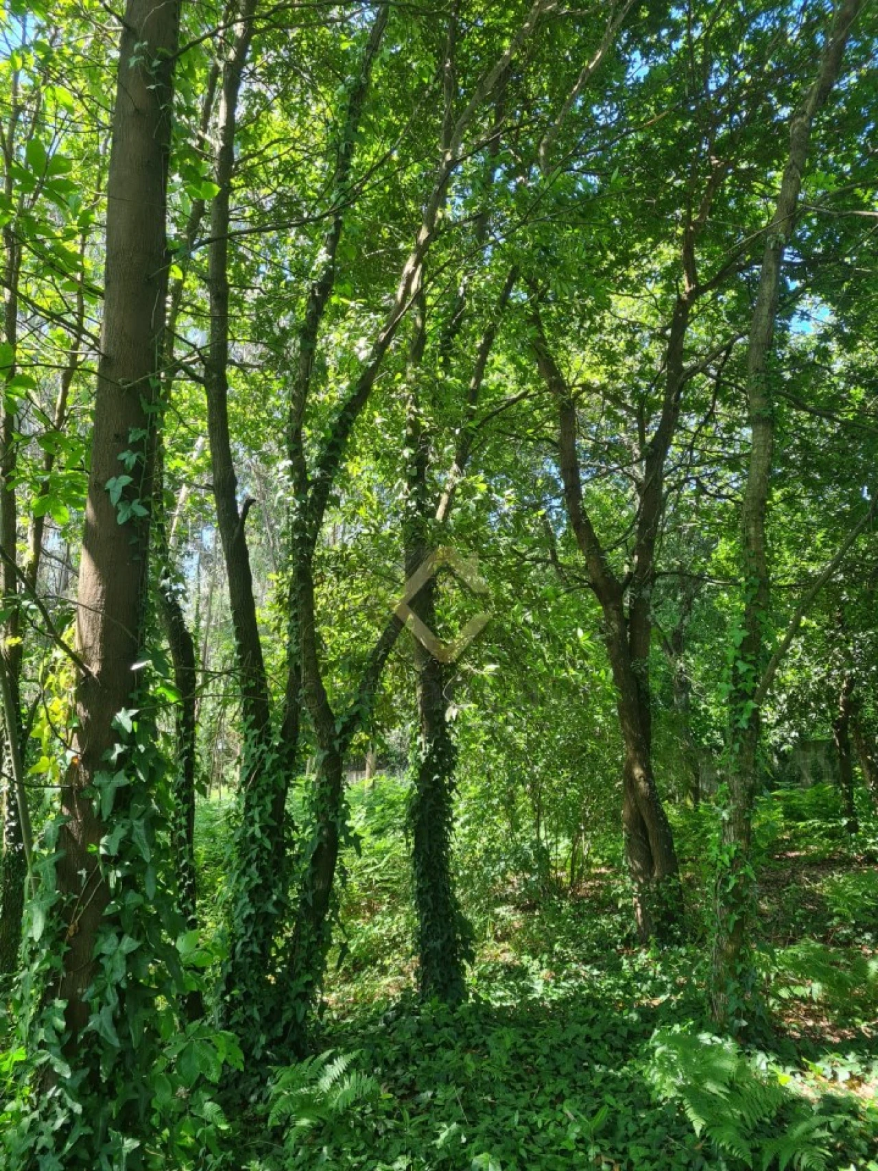Terreno para Venda em Pedroso e Seixezelo Foto 3