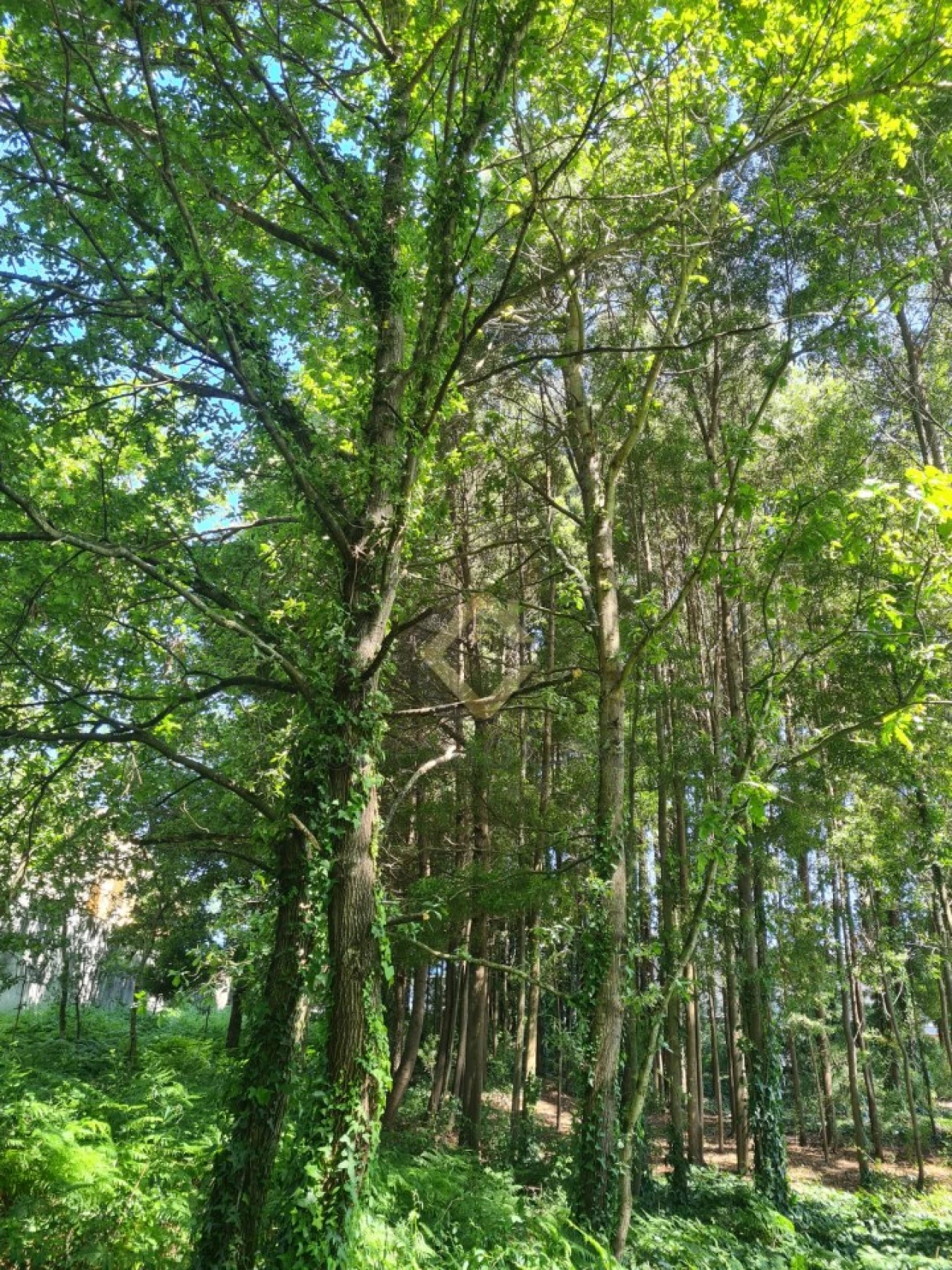 Terreno para Venda em Pedroso e Seixezelo Foto 4