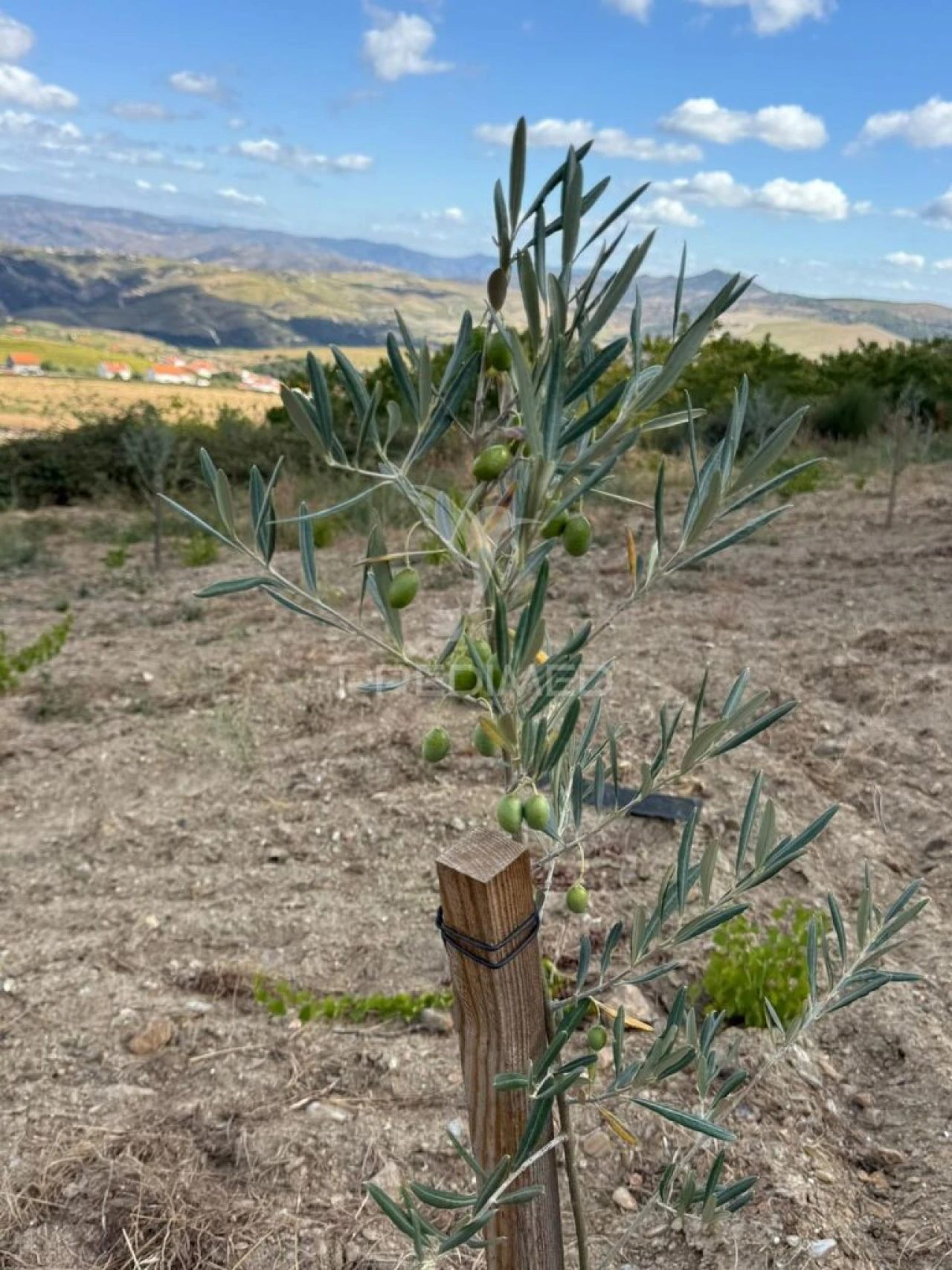 Terreno para Venda em Povoa de Penela Foto 4