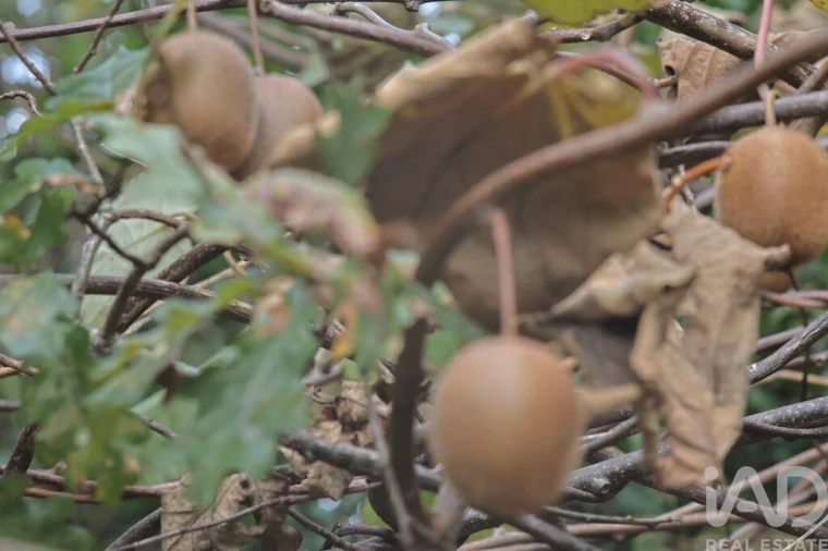 Moradia T3 para Venda em Gondomil e Sanfins Foto 12