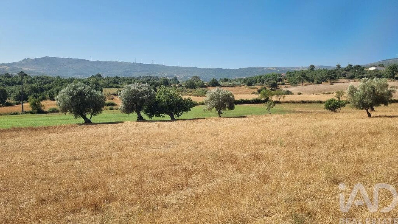 Quinta T7 para Venda em Lajeosa do Mondego Foto 18