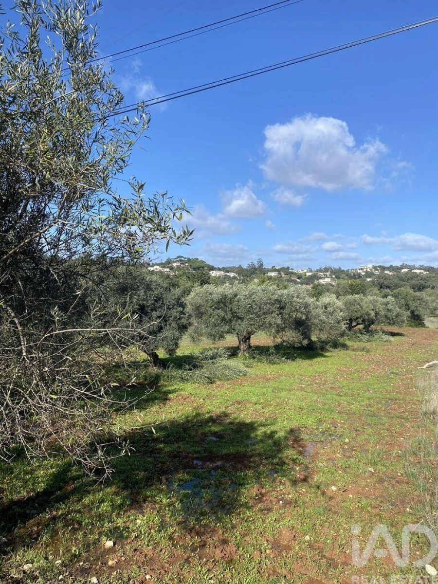 Terreno para Venda em São Brás de Alportel Foto 2