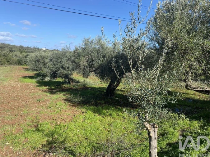 Terreno para Venda em São Brás de Alportel Foto 5
