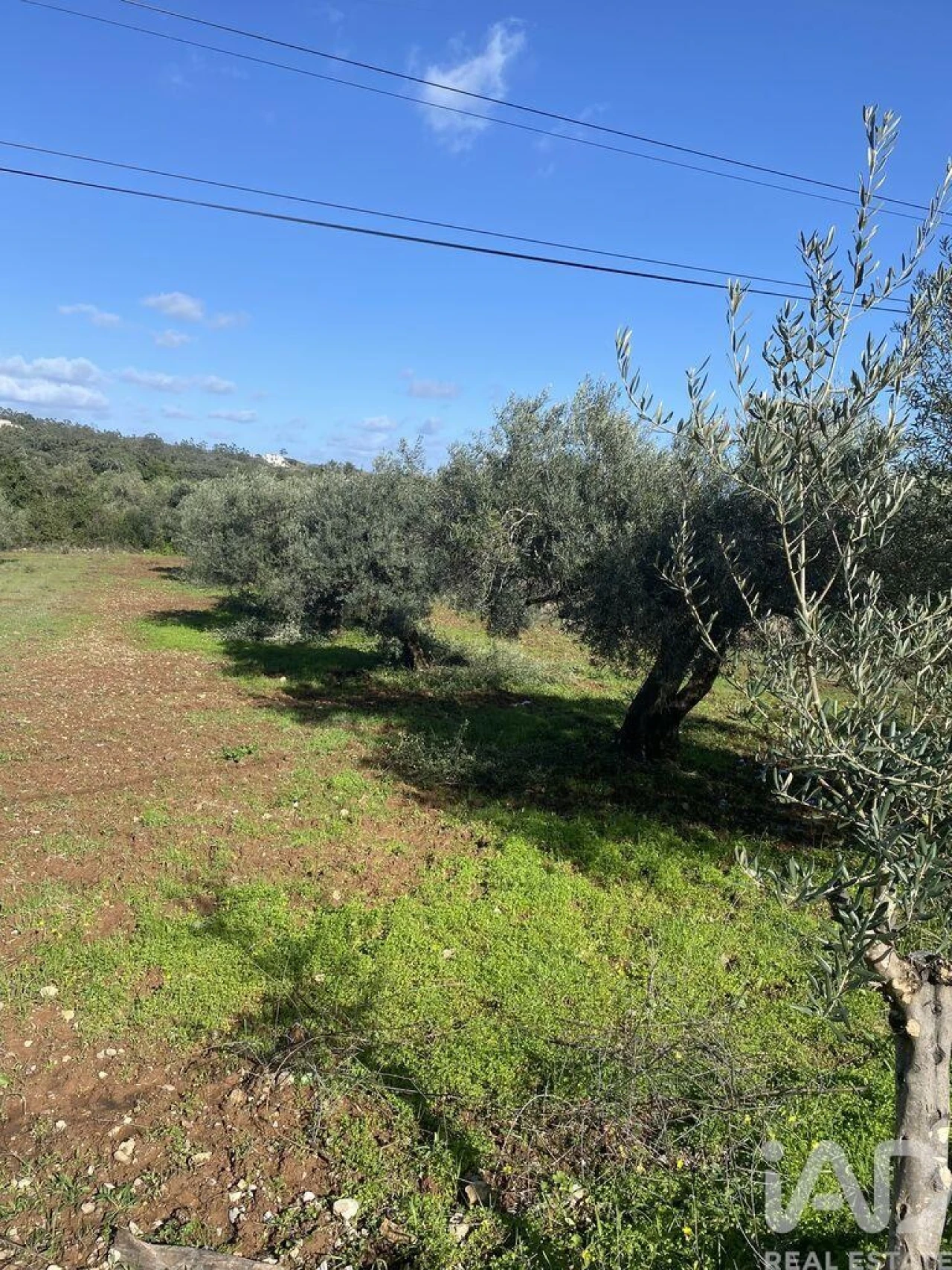 Terreno para Venda em São Brás de Alportel Foto 6