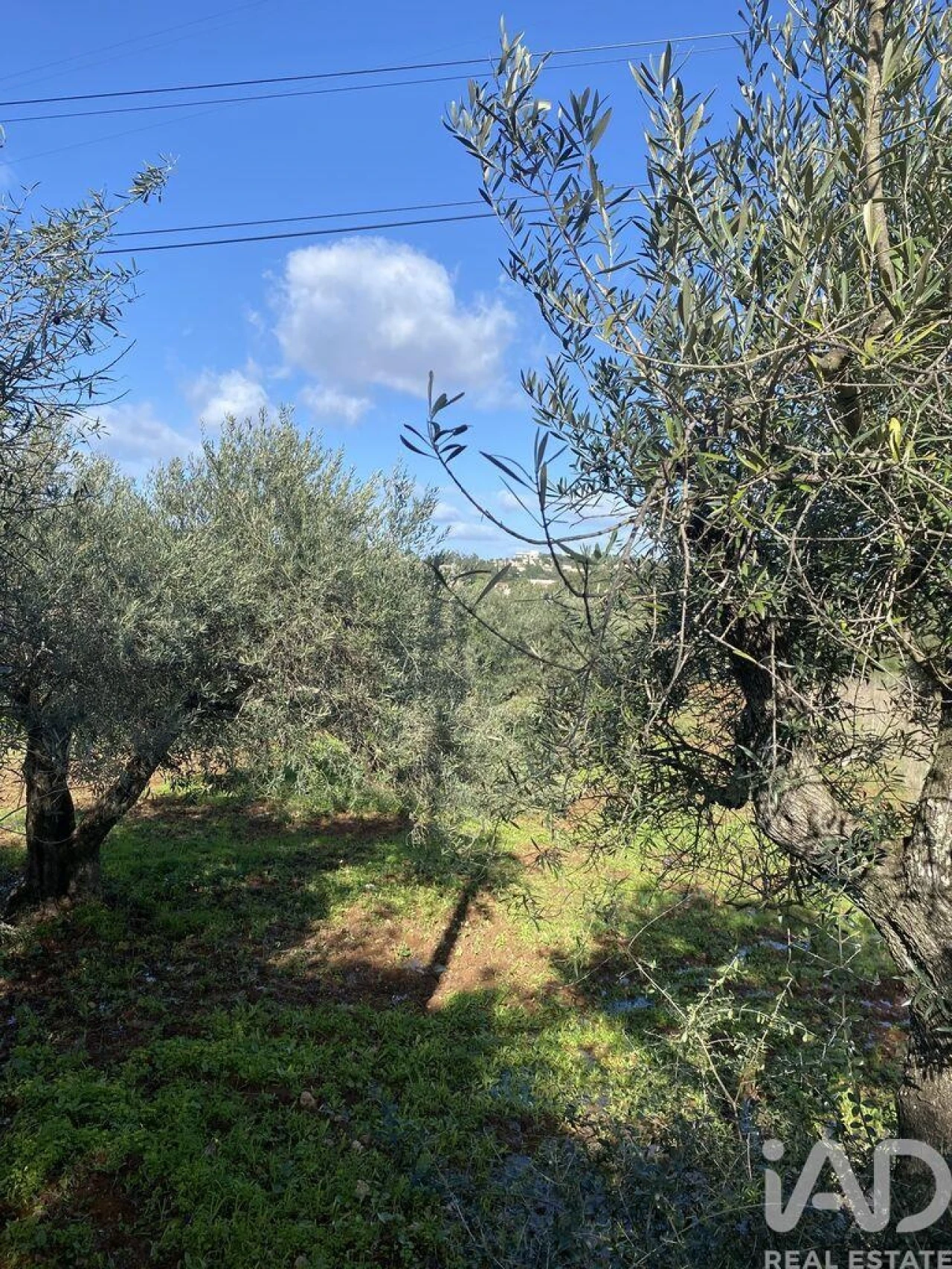 Terreno para Venda em São Brás de Alportel Foto 4
