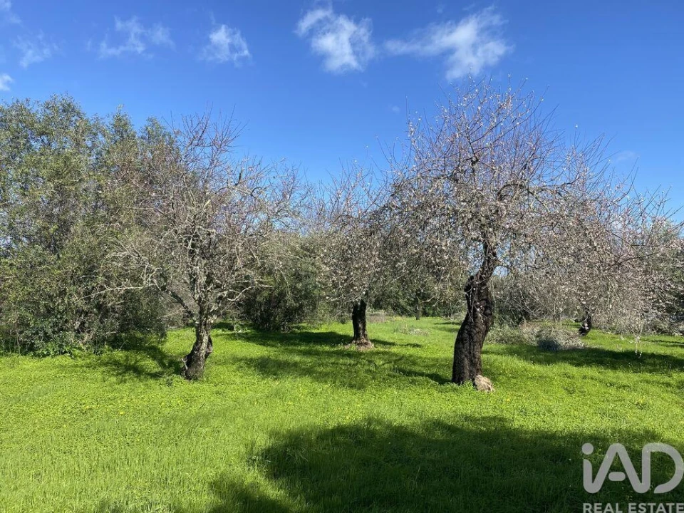 Terreno para Venda em São Brás de Alportel Foto 13