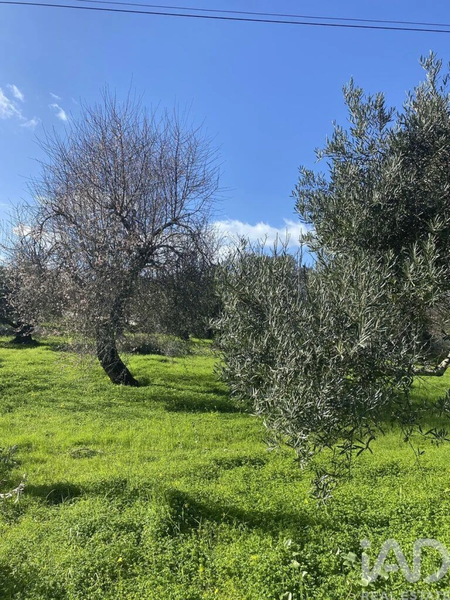 Terreno para Venda em São Brás de Alportel Foto 9