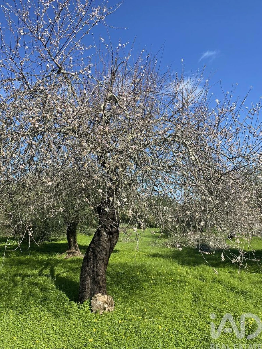 Terreno para Venda em São Brás de Alportel Foto 12