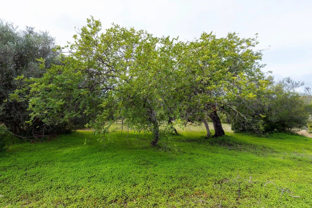 Terreno para Venda em Moncarapacho e Fuseta Foto 16