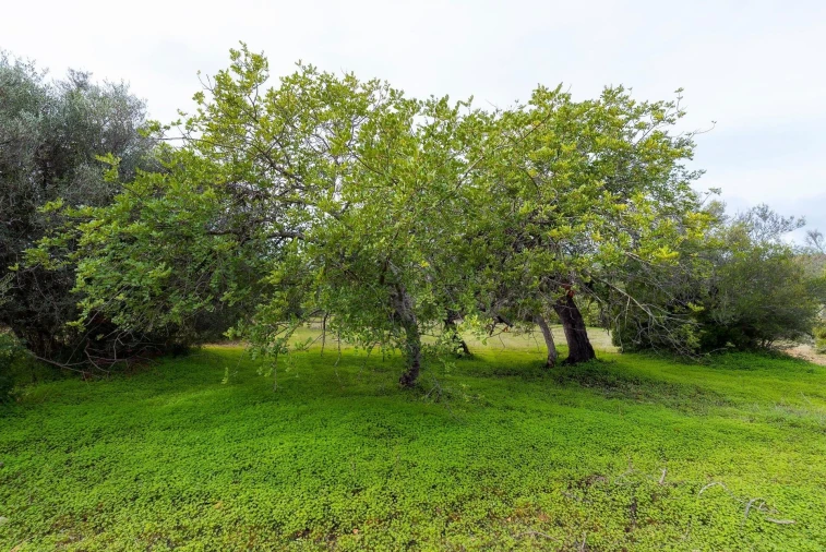 Terreno para Venda em Moncarapacho e Fuseta Foto 16