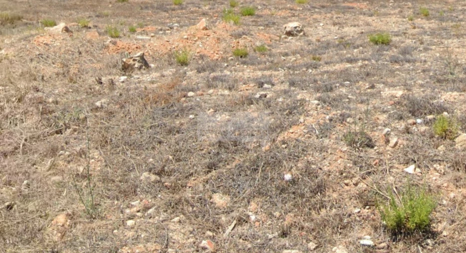 Terreno para Venda em Mexilhoeira Grande Foto 3