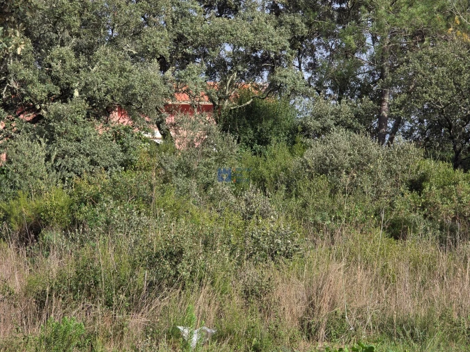 Terreno para Venda em Minde Foto 11