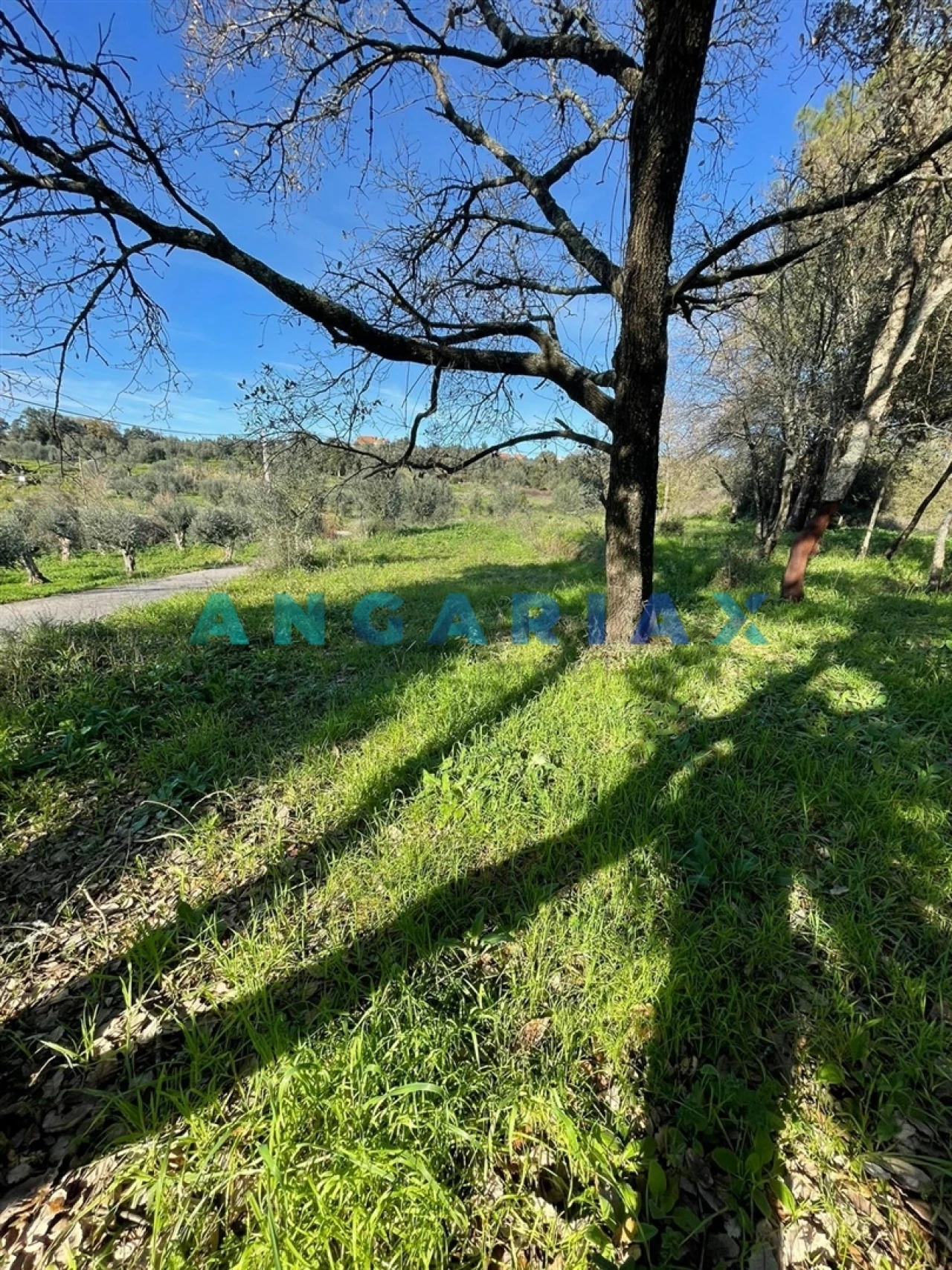 Terreno para Venda em Casais e Alviobeira Foto 4