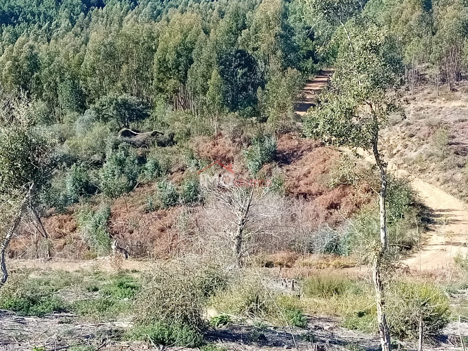 Quinta T0 para Venda em Alegrete Foto 23