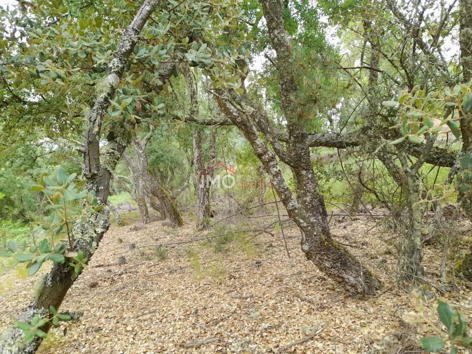 Quinta T0 para Venda em Alegrete Foto 40