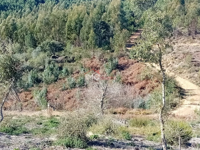 Quinta T0 para Venda em Alegrete Foto 23