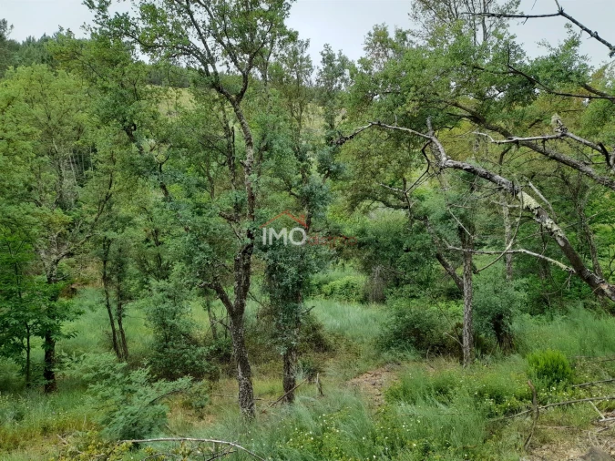 Quinta T0 para Venda em Alegrete Foto 38