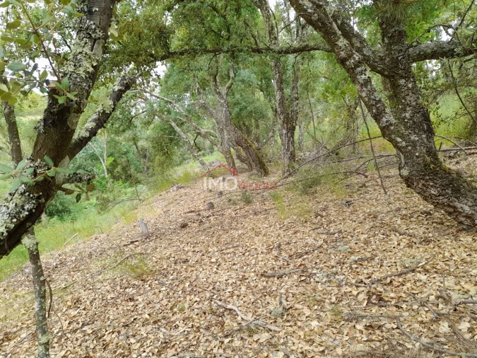 Quinta T0 para Venda em Alegrete Foto 39