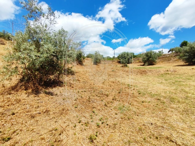 Terreno para Venda em Serra e Junceira Foto 14