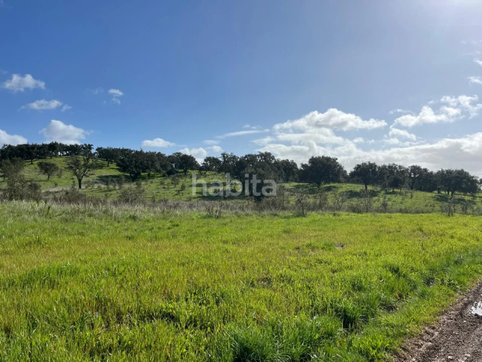 Terreno Agricola ou Rústico para Venda em São Domingos e Vale de Água Foto 2