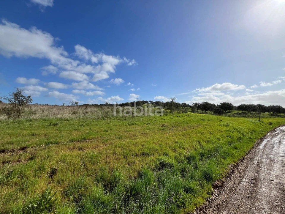 Terreno Agricola ou Rústico para Venda em São Domingos e Vale de Água Foto 7