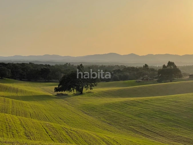 Terreno Agricola ou Rústico para Venda em São Domingos e Vale de Água Foto 13