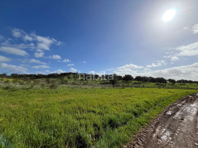 Terreno Agricola ou Rústico para Venda em São Domingos e Vale de Água Foto 4