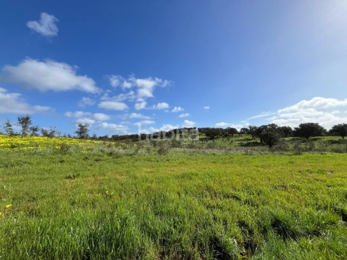 Terreno Agricola ou Rústico para Venda em São Domingos e Vale de Água Foto 5