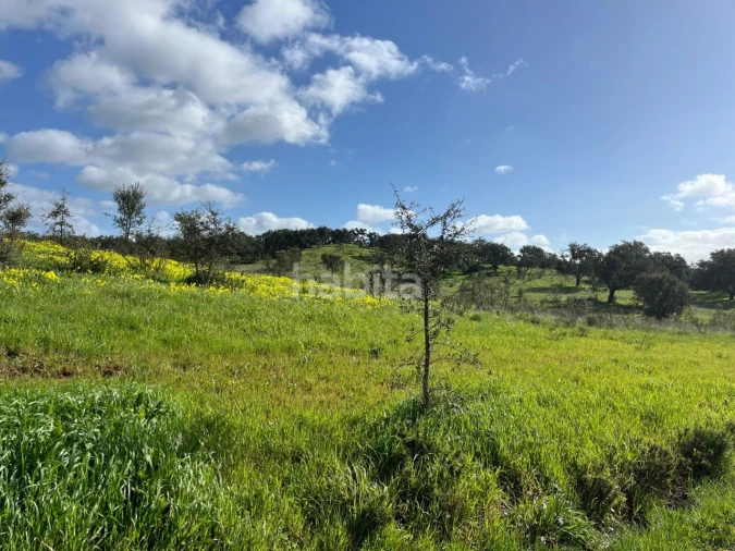 Terreno Agricola ou Rústico para Venda em São Domingos e Vale de Água Foto 10