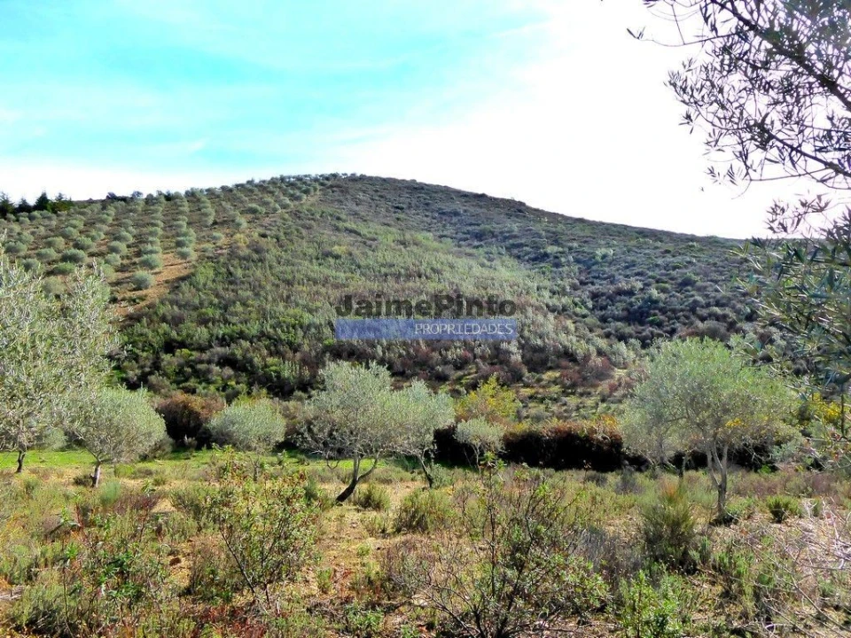 Terreno Agricola ou Rústico para Venda em Vilarelhos Foto 3