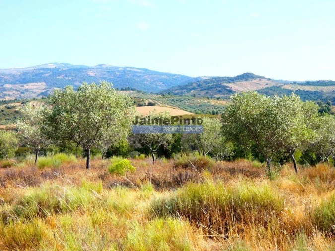 Terreno Agricola ou Rústico para Venda em Vilarelhos Foto 7