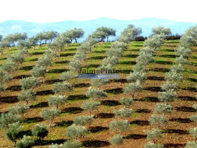 Terreno Agricola ou Rústico para Venda em Vilarelhos Foto 8