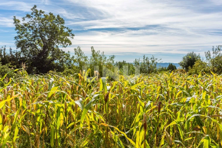 Terreno Agricola ou Rústico para Venda em Cantar-Galo e Vila do Carvalho Foto 1