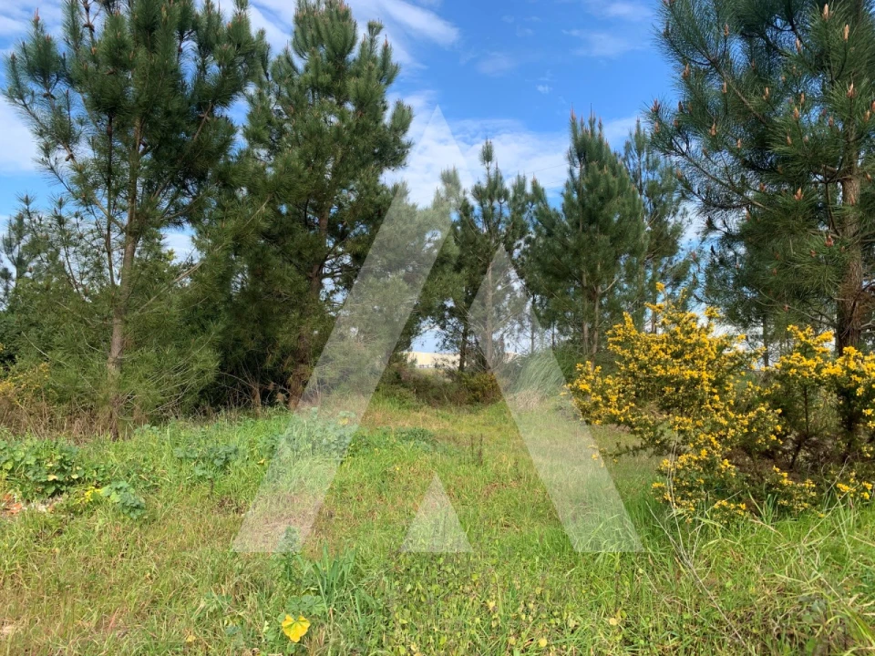 Terreno para Venda em Marinha Grande Foto 11