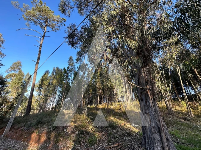Terreno para Venda em Pussos São Pedro Foto 7