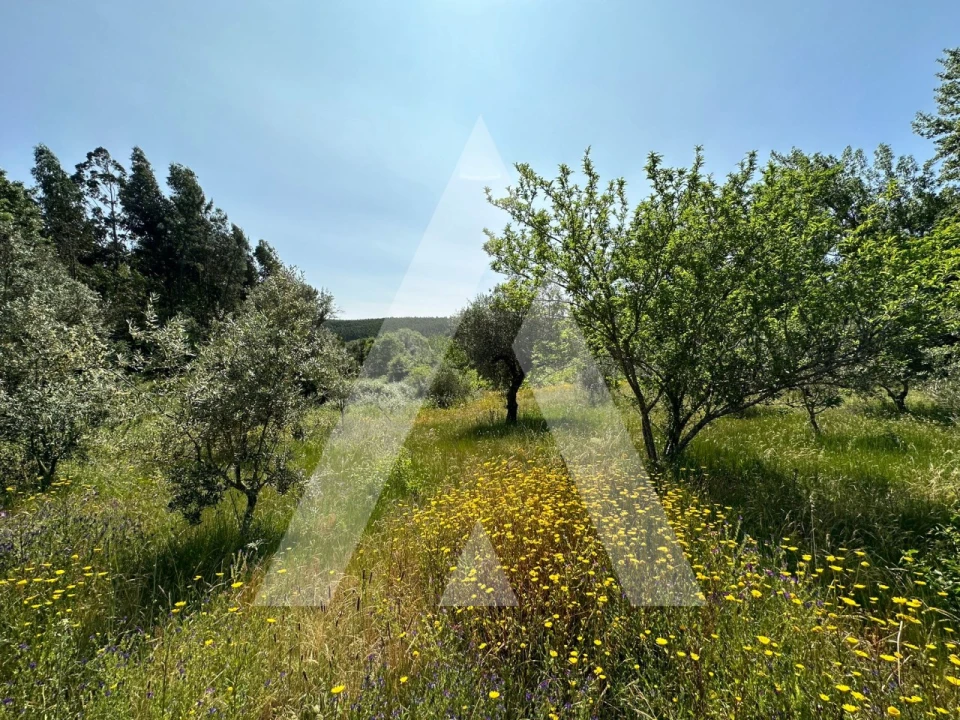 Terreno para Venda em Pussos São Pedro Foto 9