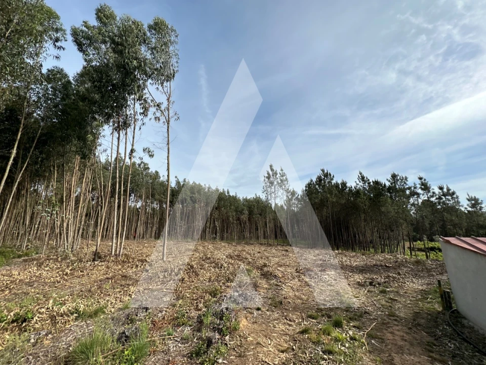 Terreno para Venda em Maçãs de D. Maria Foto 8