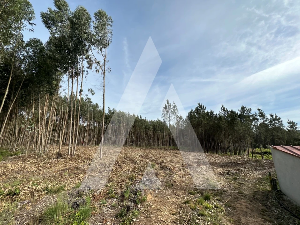 Terreno para Venda em Maçãs de D. Maria Foto 12