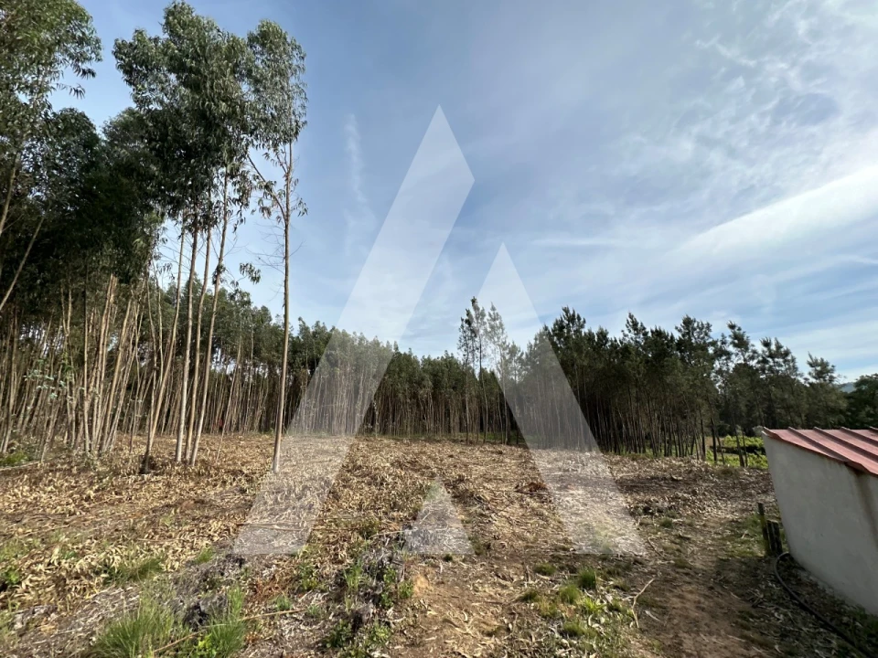 Terreno para Venda em Maçãs de D. Maria Foto 17