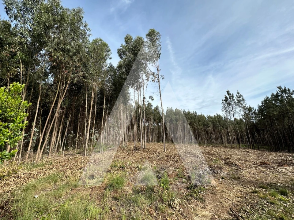 Terreno para Venda em Maçãs de D. Maria Foto 34