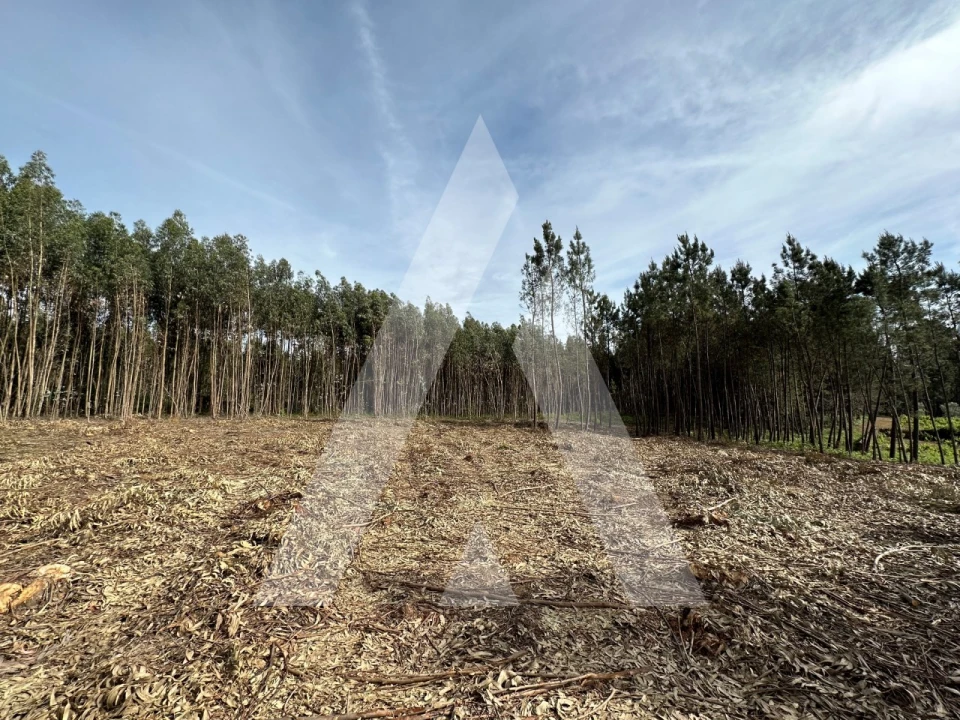 Terreno para Venda em Maçãs de D. Maria Foto 54