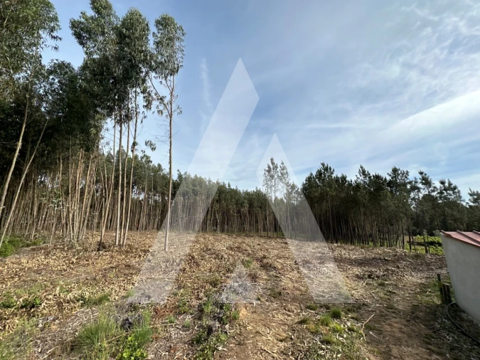 Terreno para Venda em Maçãs de D. Maria Foto 3