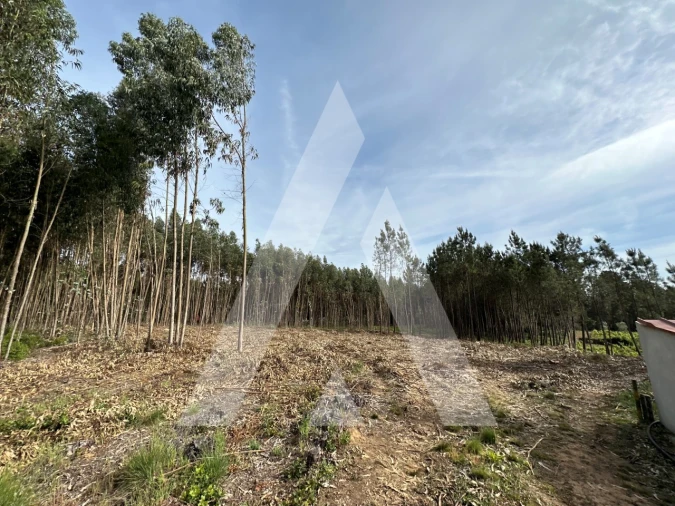 Terreno para Venda em Maçãs de D. Maria Foto 31