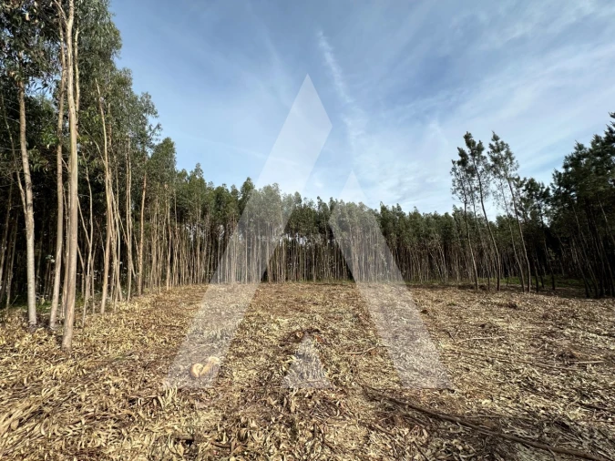 Terreno para Venda em Maçãs de D. Maria Foto 53