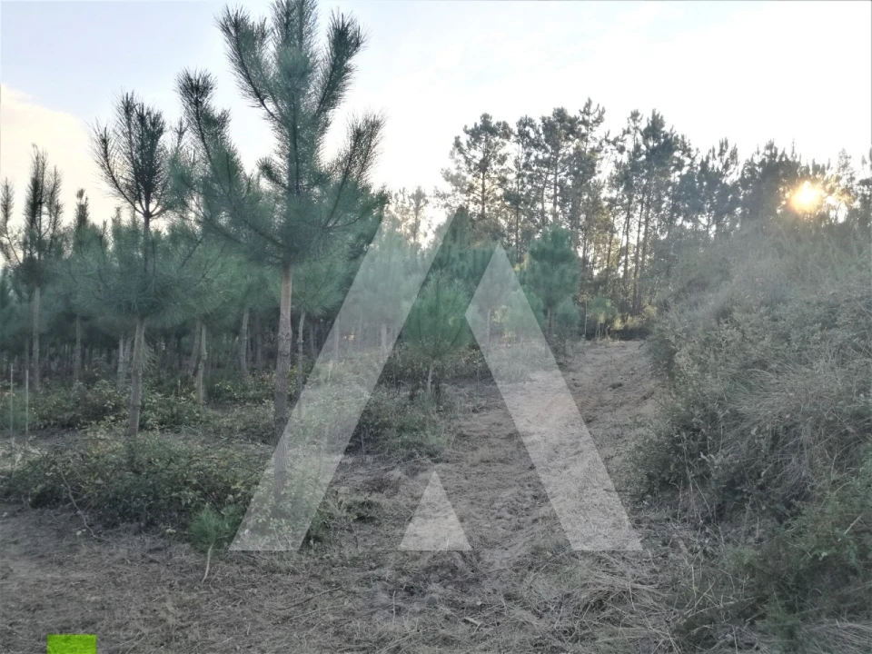 Terreno para Venda em Leiria, Pousos, Barreira e Cortes Foto 1