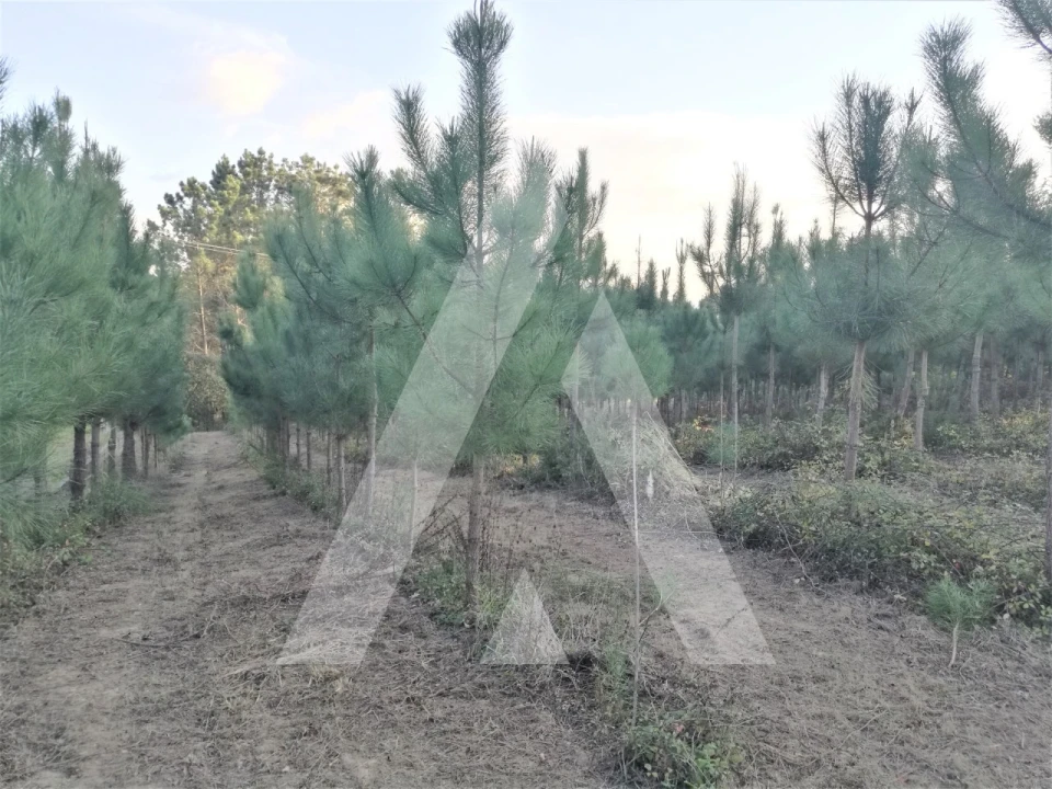 Terreno para Venda em Leiria, Pousos, Barreira e Cortes Foto 4